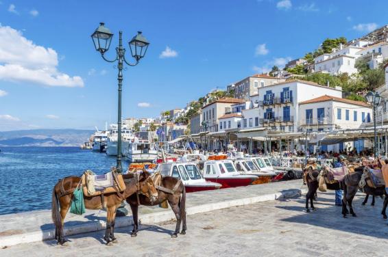 Hydra Donkey